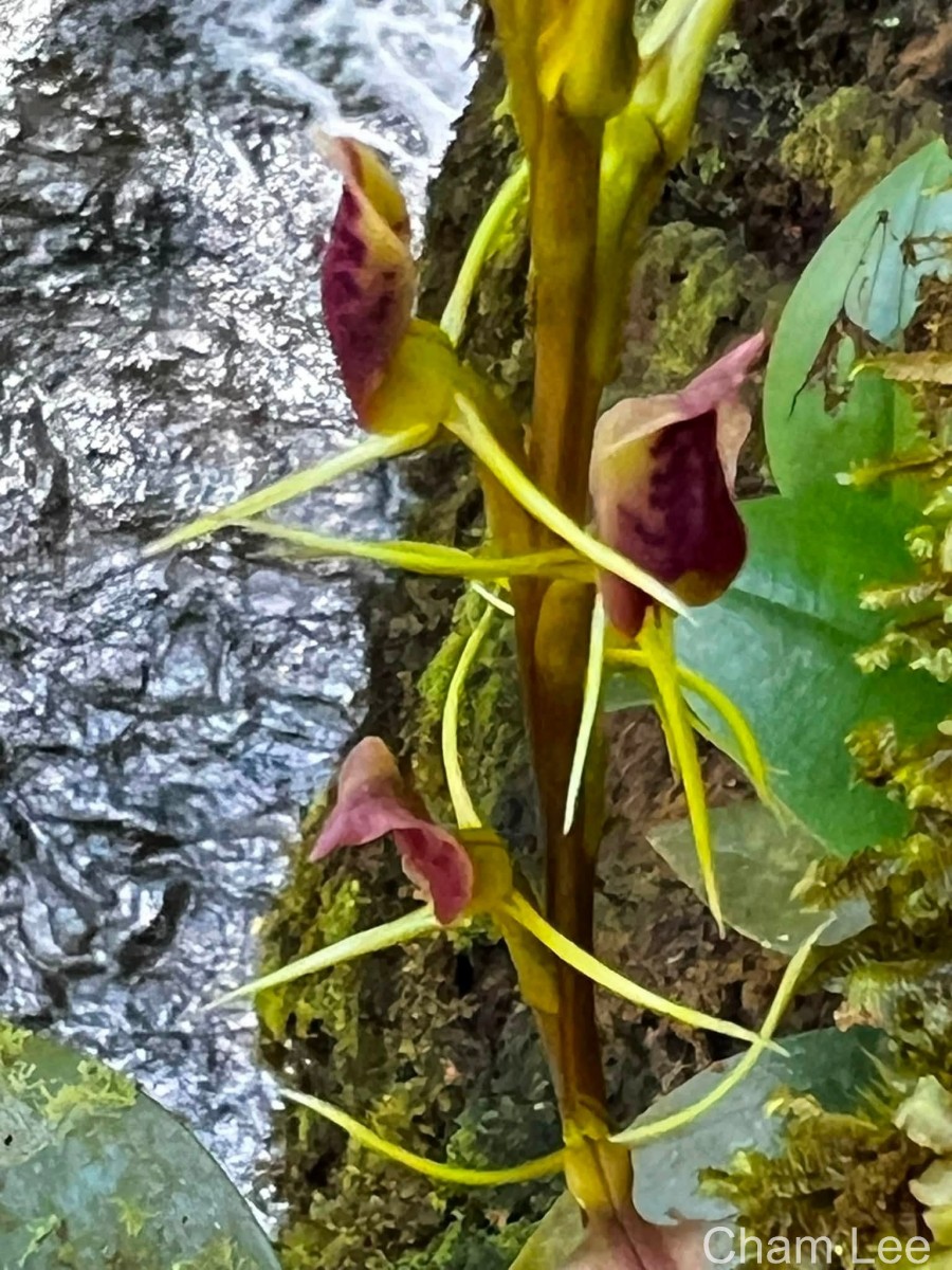 Cryptostylis arachnites (Blume) Hassk.